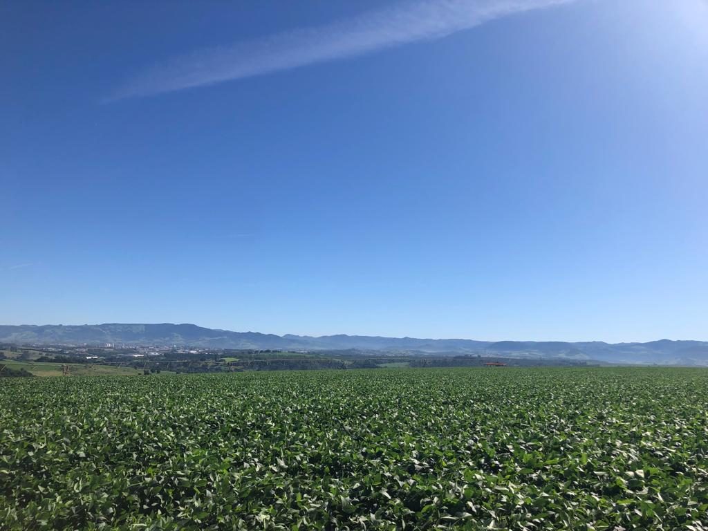 Lavoura verde com a serra ao fundo